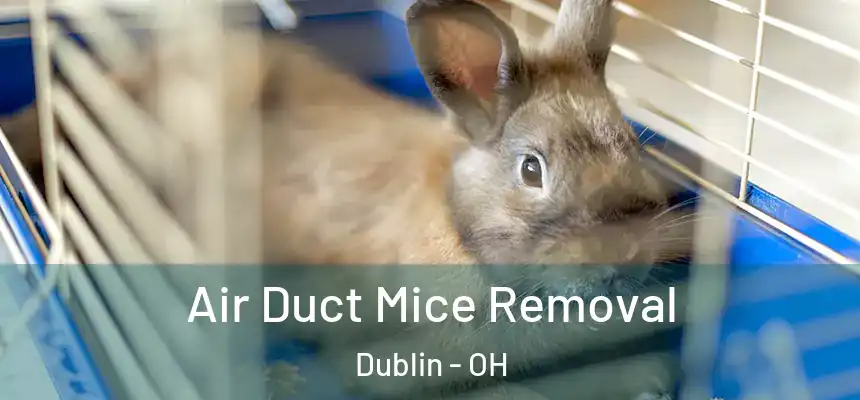  Air Duct Mice Removal Dublin - OH